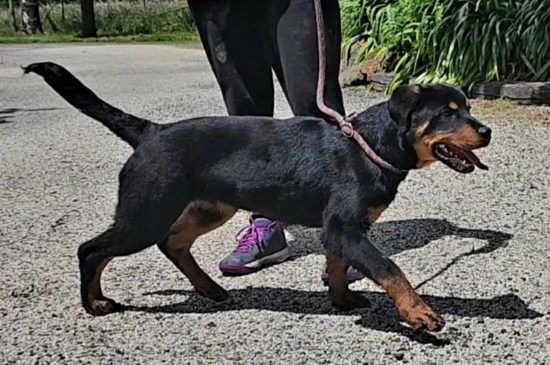 Breeding Working Rottweilers in Australia