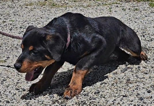 Breeding Working Rottweilers in Australia