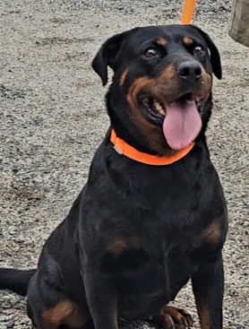 Breeding Working Rottweilers in Australia