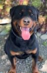 Breeding Working Rottweilers in Australia