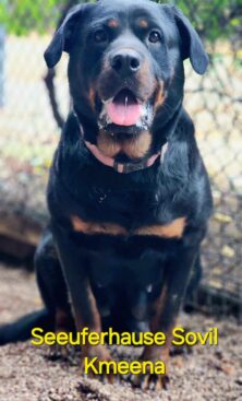 Breeding Working Rottweilers in Australia
