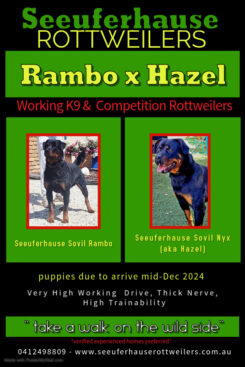 Breeding Working Rottweilers in Australia