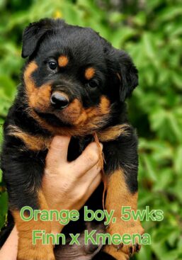 Breeding Working Rottweilers in Australia