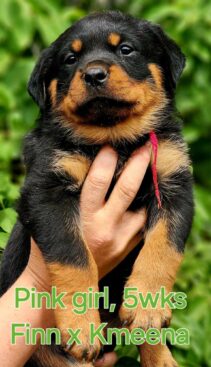 Breeding Working Rottweilers in Australia