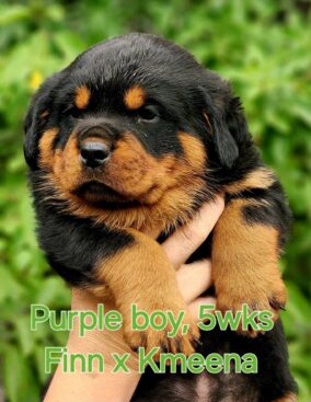 Breeding Working Rottweilers in Australia