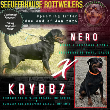 Breeding Working Rottweilers in Australia